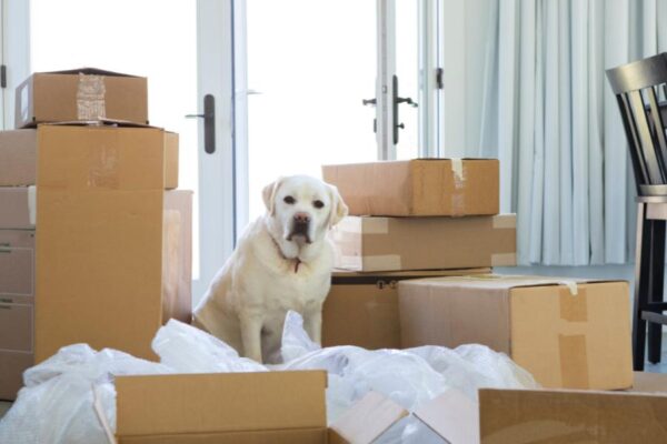 Cute dog sitting on a pile of shipping supplies and moving boxes